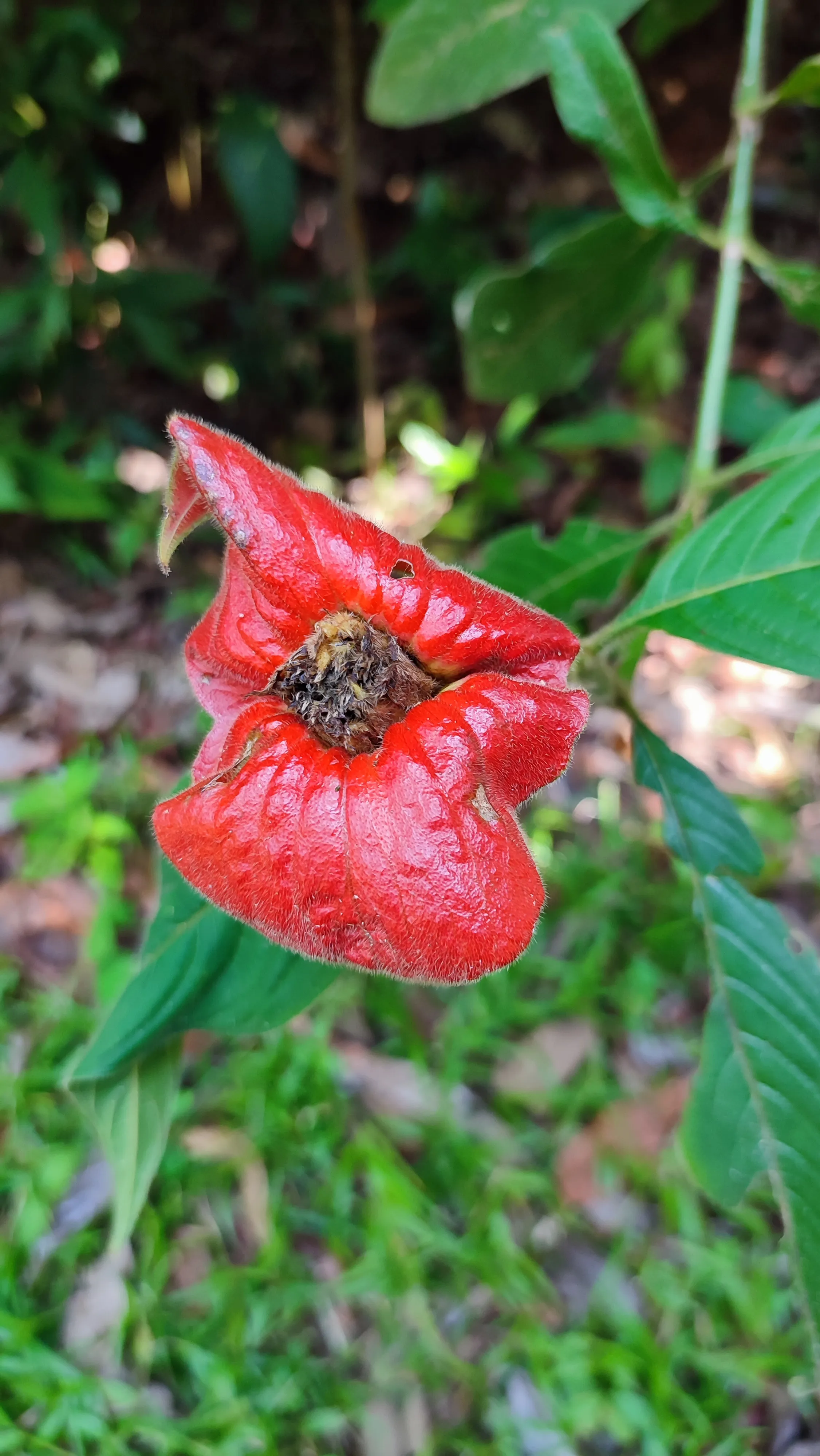 Palicourea elata
